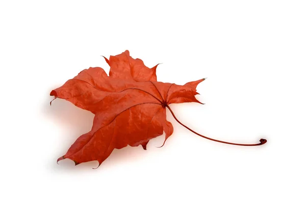 Beautiful dry red maple leaf isolated on white background with clipping path. Studio photo of yellow and green autumn leaf collection