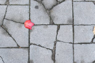 Eski kaldırım üstten görünüm ya da Granit kaldırım taşı döşeli yol sonbahar yaprakları ile gri. Antik tuğla Cobblestoned kat veya granit fayans Street büyük taşlarla
