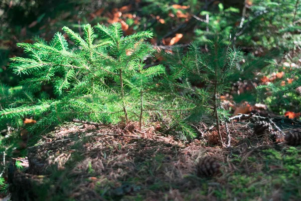 Stralen Van Zon Herfst Bos Avond Kleine Groene Fir Tree — Stockfoto