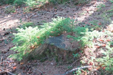 Güneş ışınları akşamları sonbahar ormandaki. Küçük yeşil çam ağacı