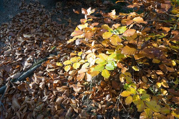 Dry autumn leaves in the forest on the trees and on the ground. Yellow, red and brown foliage