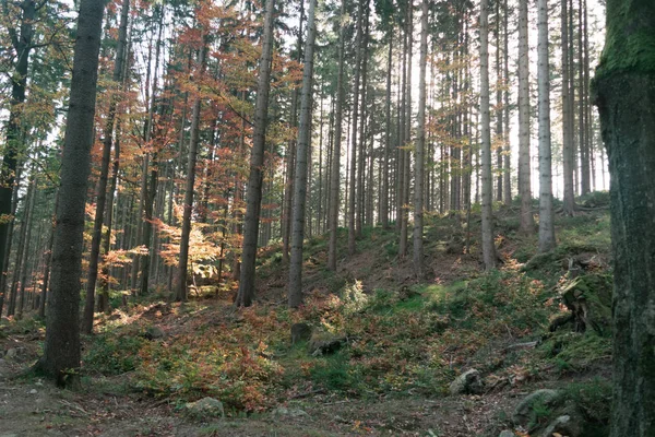 Kuru sonbahar orman ağaçları ve yere bırakır. Sarı, kırmızı ve kahverengi yapraklar