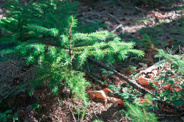 Solen Strålar Höst Skog Kvällen Lilla Gröna Granen — Stockfoto