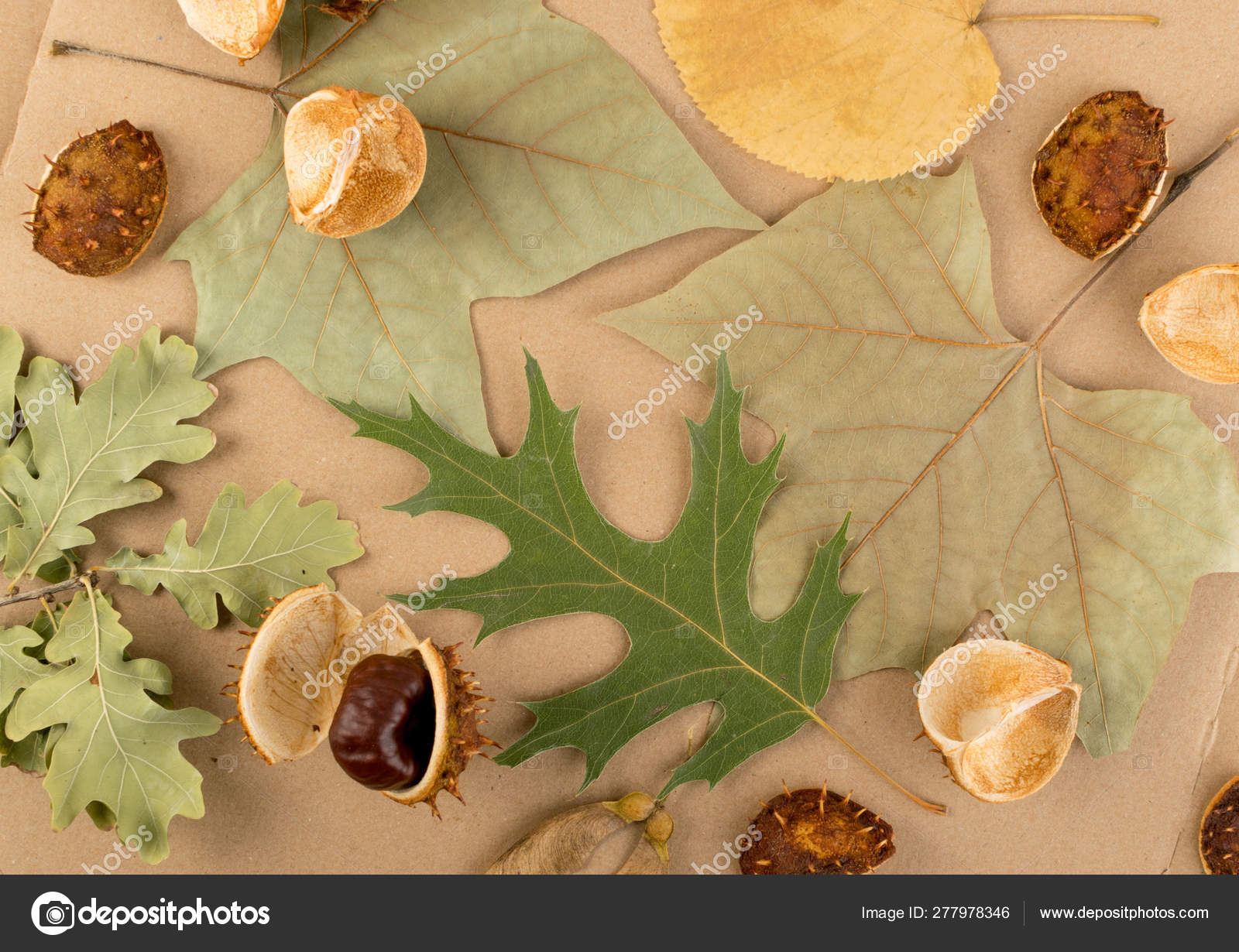 Flat Dried Leaves Or Forest Floor In Camouflage Colors Stock