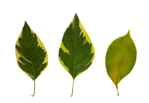 Conjunto de hojas secas aisladas sobre fondo blanco — Foto de Stock