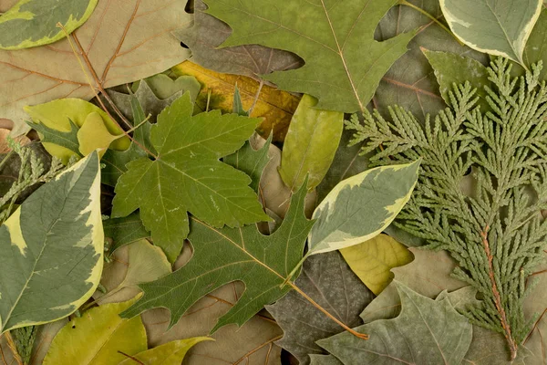 Flat Dried Leaves or Forest Floor in Camouflage Colors