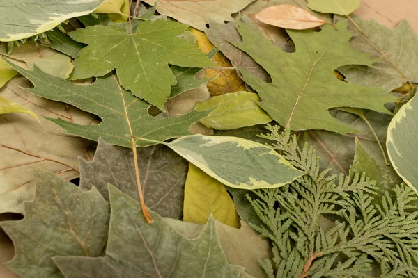 Flat Dried Leaves or Forest Floor in Camouflage Colors