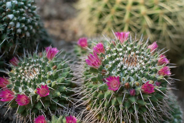 Doğal bulanık arka planda dikenli kaktüs makro fotoğraf