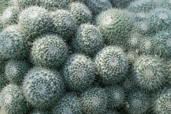 Macro foto di cactus appuntito su sfondo naturale sfocato — Foto Stock