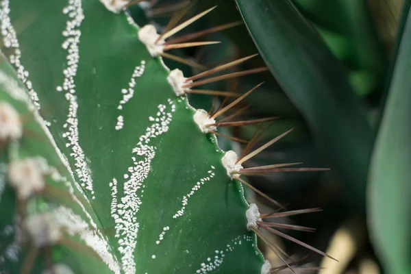 Macro foto de cactus puntiagudos sobre fondo borroso natural — Foto de Stock