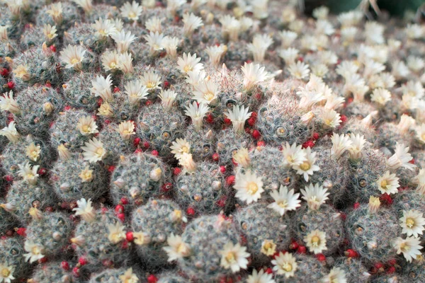 Macro photo of spiky cactus on natural blurred background — Stock Photo, Image