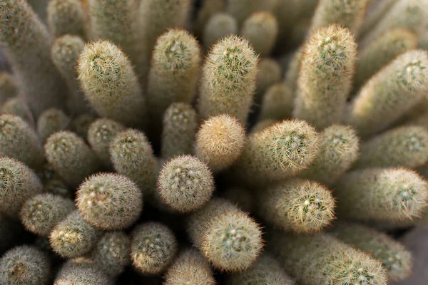 Macro photo of spiky cactus on natural blurred background — Stock Photo, Image