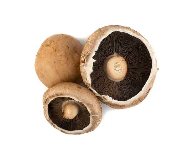 Portobello mushroom, portabella or portobella isolated on white — Stock Photo, Image