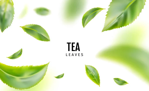 Feuilles de thé vert frais volant arrière-plan vectoriel — Image vectorielle