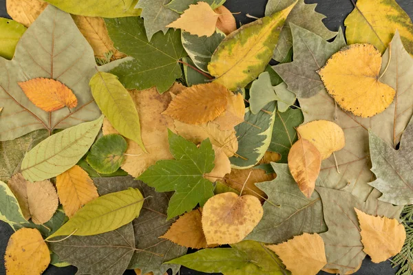 Flache getrocknete Blätter oder Waldboden in Tarnfarben — Stockfoto