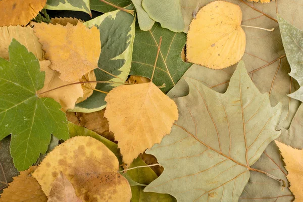 Folhas secas planas ou piso florestal em cores de camuflagem — Fotografia de Stock