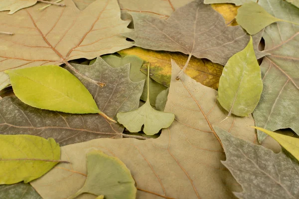 Folhas secas planas ou piso florestal em cores de camuflagem — Fotografia de Stock