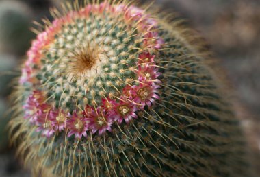 Dikenli ve kabarık kaktüs, kaktüs veya kaktüsmakro fotoğraf