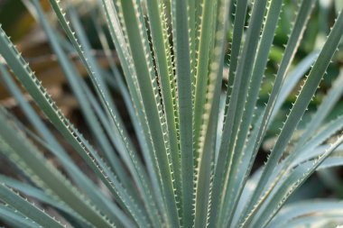 Dikenli ve kabarık kaktüs, kaktüs veya kaktüsmakro fotoğraf