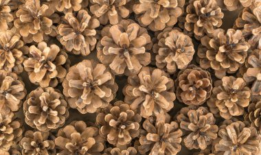 Kuru Kahverengi Çam Kozalağı Arka Plan, Doku veya Desen