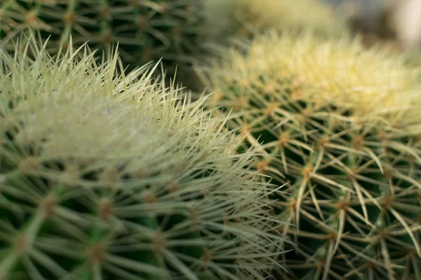 Macro foto di cactus, cactacee o cactus spinosi e soffici — Foto Stock