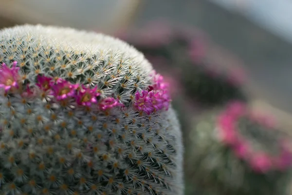 Makroaufnahme von stacheligen und flauschigen Kakteen, Kaktusgewächsen oder Kakteen — Stockfoto