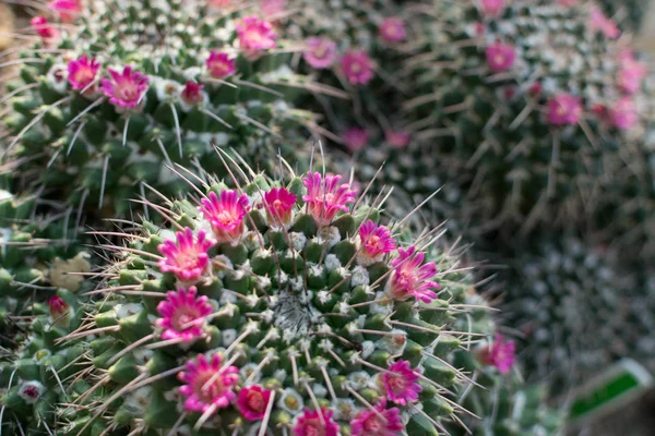 Macro foto di cactus, cactacee o cactus spinosi e soffici — Foto Stock