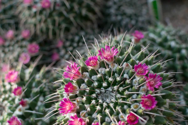 Foto macro de cactus espinosos y esponjosos, cactáceas o cactus — Foto de Stock