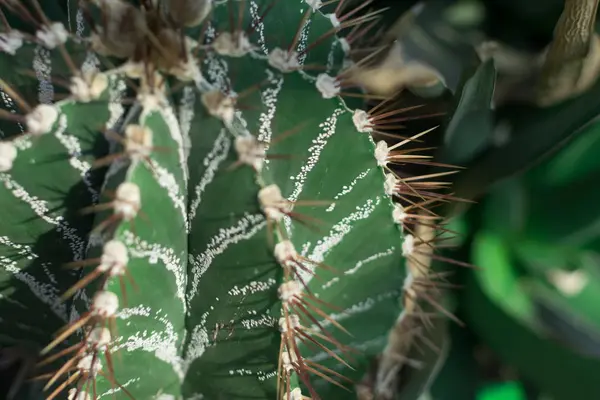 Foto macro de cactus espinosos y esponjosos, cactáceas o cactus — Foto de Stock