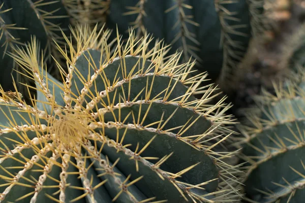 Foto macro de cactus espinosos y esponjosos, cactáceas o cactus — Foto de Stock