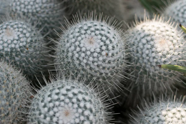 Foto macro de cactus espinosos y esponjosos, cactáceas o cactus — Foto de Stock