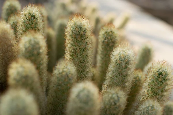 Macro foto di cactus, cactacee o cactus spinosi e soffici — Foto Stock