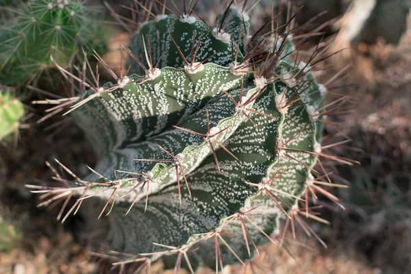 Macro photo of spiky and fluffy cactus, cactaceae or cacti — Stock Photo, Image