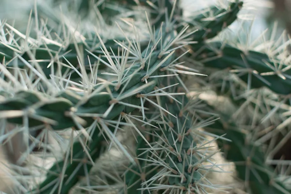 Macro foto di cactus, cactacee o cactus spinosi e soffici — Foto Stock