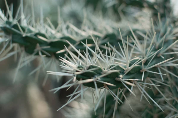 Makro zdjęcie kolczaste i puszyste Kaktus, Cactaceae lub kaktusy — Zdjęcie stockowe