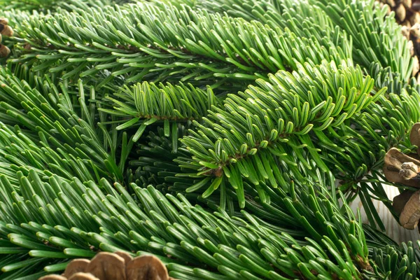 Natural verde abeto galho fundo ou textura — Fotografia de Stock