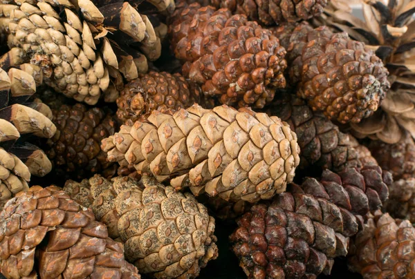 Conos de pino marrón seco fondo, textura o patrón — Foto de Stock