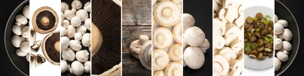 Macro foto de cogumelo portobello, portabella ou portobella — Fotografia de Stock