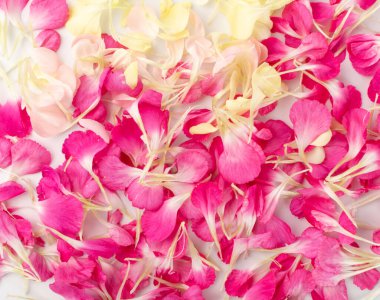 Pembe karanfil yaprakları deseni, çiçek taneleri desen arka plan görüntüsü. Gül yapraklı duvar kağıdı, bahar çiçeği romantik model düz yatıyordu.