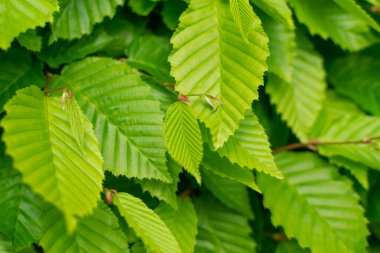 Genç Açık Yeşil Ağaç Yaprakları Güneş tarafından aydınlatılıyor. Güzel Güneş Işığı Doğal Bahar Dokuları Arkaplanı