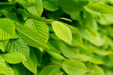 Genç Açık Yeşil Ağaç Yaprakları Güneş tarafından aydınlatılıyor. Güzel Güneş Işığı Doğal Bahar Dokuları Arkaplanı