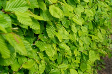 Genç Açık Yeşil Ağaç Yaprakları Güneş tarafından aydınlatılıyor. Güzel Güneş Işığı Doğal Bahar Dokuları Arkaplanı