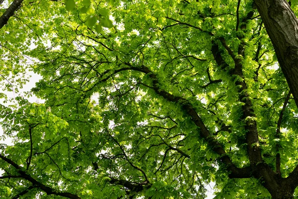Genç Açık Yeşil Ağaç Yaprakları Güneş tarafından aydınlatılıyor. Güzel Güneş Işığı Doğal Bahar Dokuları Arkaplanı