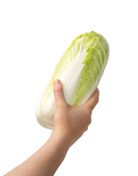 Hand Holding Whole Chinese Cabbage, Napa Cabbage or Wombok Isolated on White Background with Clipping Path. Fresh Green Cabbage in Hands — Stock Image Hand Holding Whole Chinese Cabbage Napa Cabbage Wombok Isolated White Stock Picture