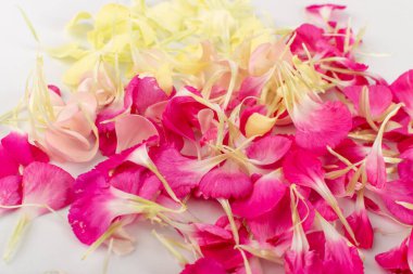 Pembe, kırmızı ve sarı karanfil desenleri. Flower flakes doku arka plan yakın plan. Gül yapraklı duvar kağıdı, bahar çiçeği romantik bir model.