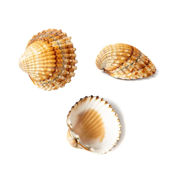 Collection Coquillages Bruns Isolés Sur Fond Blanc Coquilles Myes Coquilles — Photo