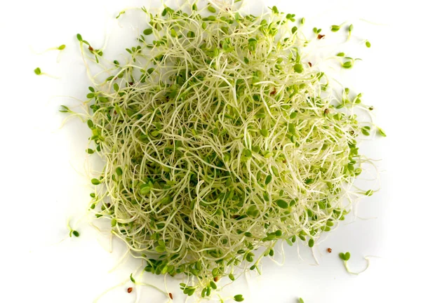 Red Clover Sprouts Radish Sprouts White Background Top View Sprouted — Stock Photo, Image