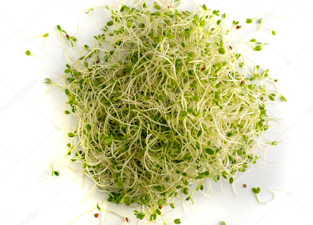Red clover sprouts and radish sprouts on white background top view. Sprouted vegetable seeds for raw diet food, micro green healthy eating concept