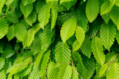 Genç Açık Yeşil Ağaç Yaprakları Güneş tarafından aydınlatılıyor. Güzel Güneş Işığı Doğal Bahar Dokuları Arkaplanı