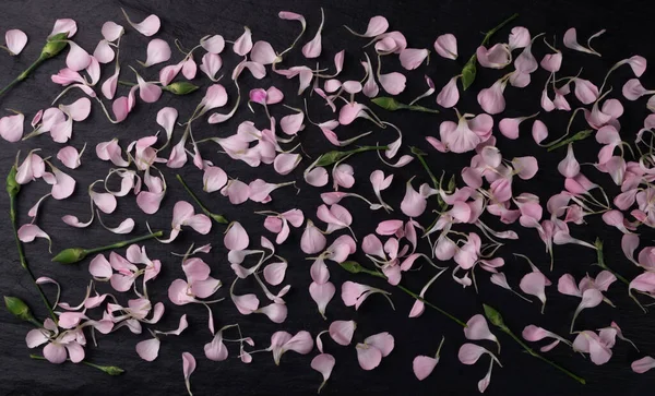 粉色康乃馨花瓣花纹 花朵片状纹理在黑色石堆顶视图上 玫瑰花瓣墙纸 春花浪漫造型平铺 — 图库照片